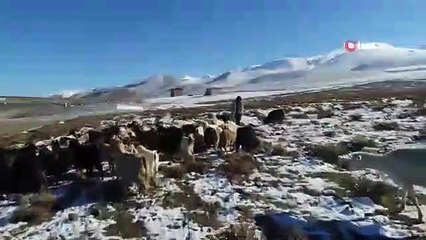 Doğuda Hayvancılıkla Geçimini Sağlayanların Kış Mücadelesi Başladı