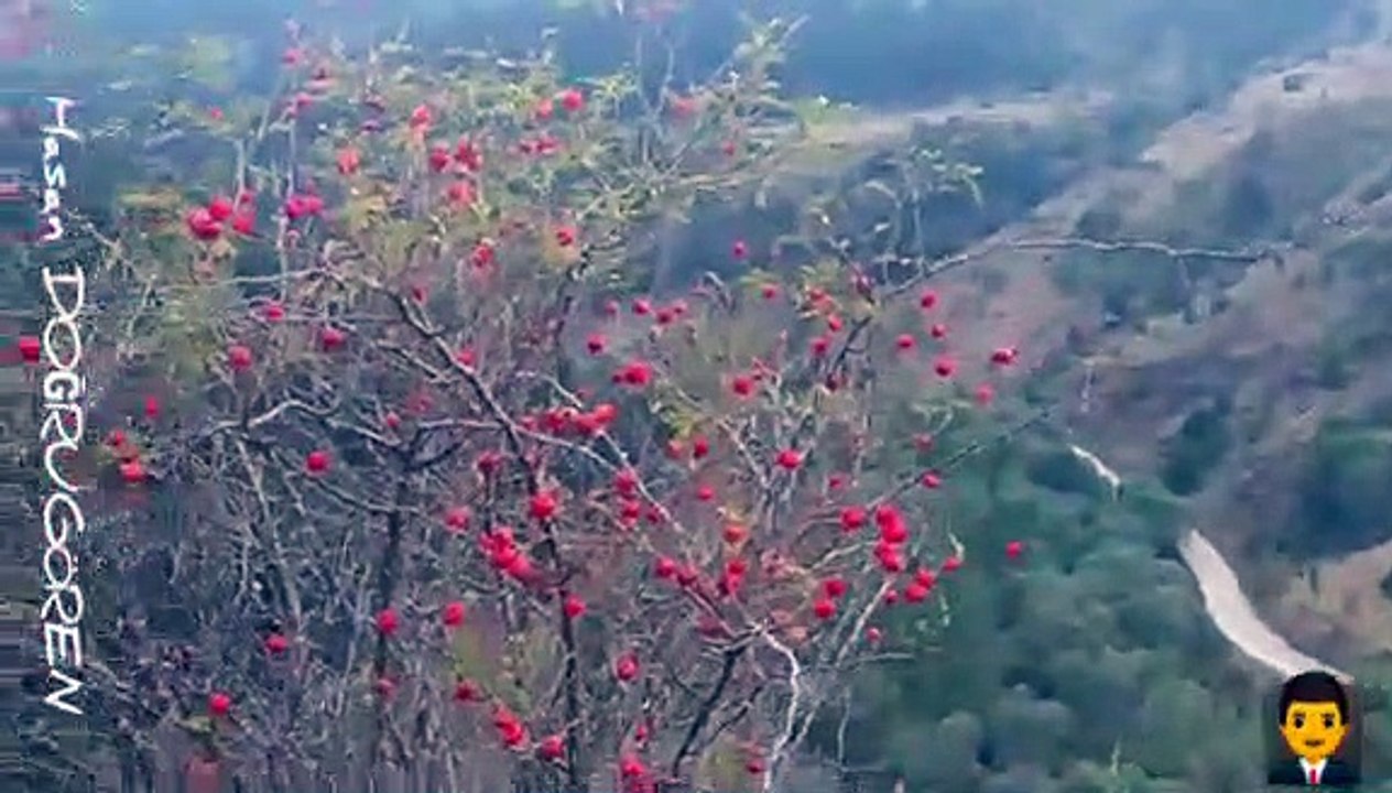Beşkonak Köyü Yaylasından Görüntüler