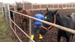Şampiyon atlar Sivas'ta yetiştiriliyor