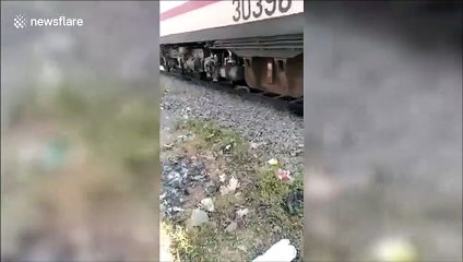 Un train roule au-dessus d'un zébu endormi qui va s'en tirer par miracle