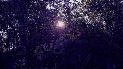 Superbrothers : Sword & Sworcery EP - Trailer Switch