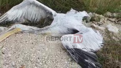 Report TV - Gjendet në Lagunën e Nartës një Pelikan Kaçurrel i vrarë