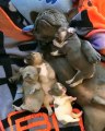 Daddy puldog sleeping with his puppies in quite way