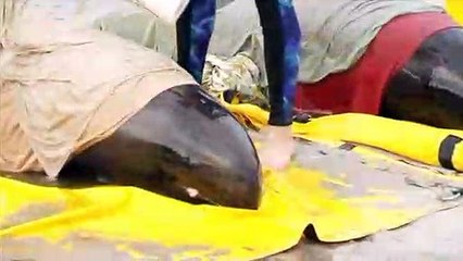 Sechs gestrandete Zwergpottwale gerettet