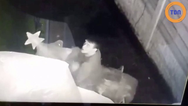 Il est pris en flagrant délit en train de faire des choses bizarres avec des décorations de Noël...