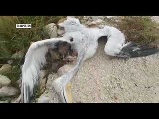 Gjuetia e paligjshme nuk kursen as pelikanin kaçurrel - Top Channel Albania - News - Lajme