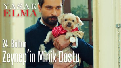 Alihan kendini affettirebilecek mi - Yasak Elma 24. Bölüm