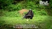 "Lola Ya Bonobo", un sanctuaire naturel dédié à la protection des bonobos en République démocratique du Congo