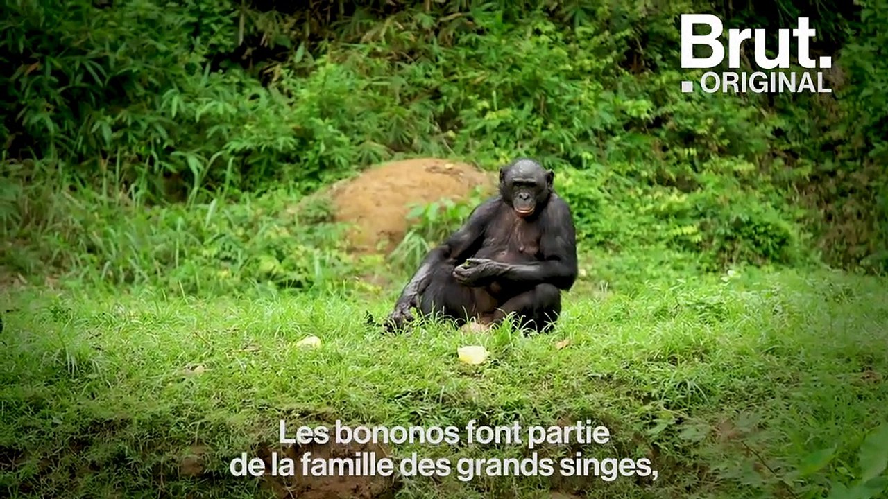 "Lola Ya Bonobo", un sanctuaire naturel dédié à la protection des bonobos en République démocratique du Congo