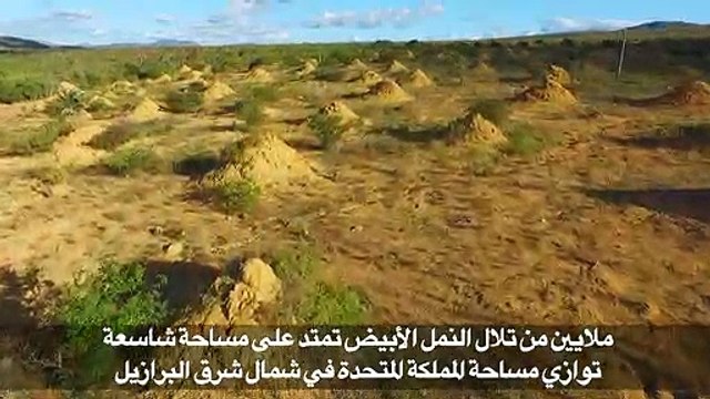 تلال النمل الأبيض تغزو مساحات شاسعة في البرازيل