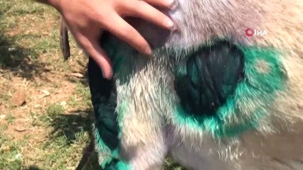 Köpeği otomobile bağlayıp sürükleyen kişiye örnek ceza