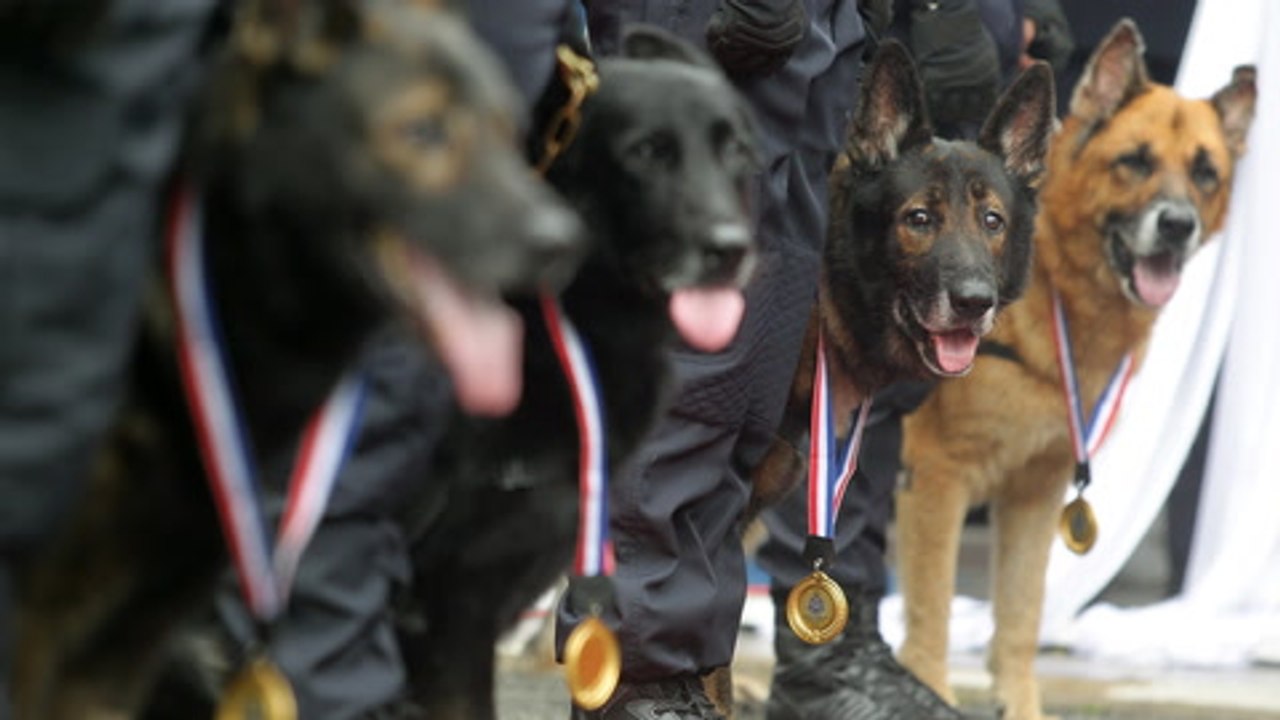 Police K-9 unit gets more bite with 75 new dogs