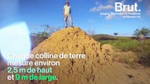 Une termitière aussi grande que la Grande-Bretagne découverte au Brésil