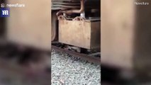Bull trapped beneath a moving train survives in India