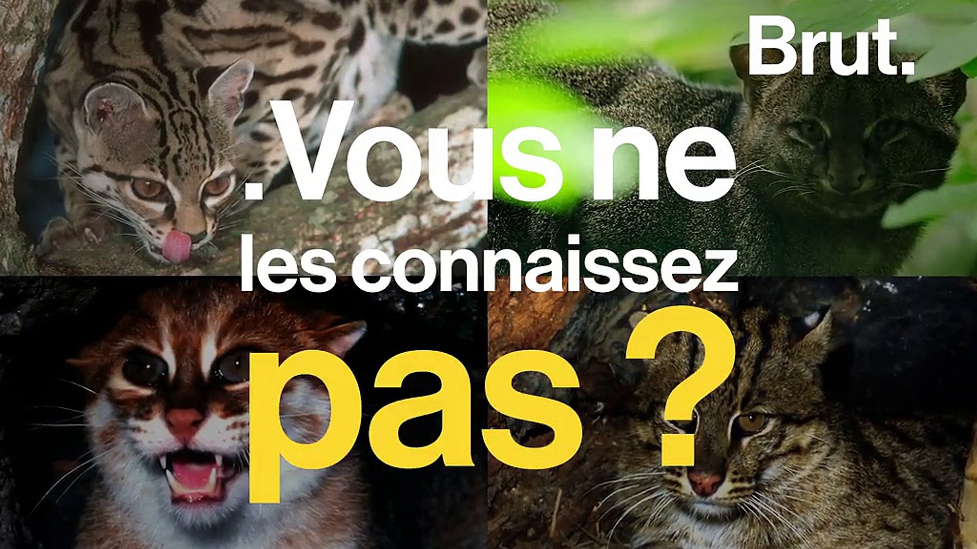 Le Margay Le Jaguarondi Le Chat A Tete Plate Ces Petits Cousins Du Tigre Qui Sont Menaces Video Dailymotion