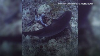 Taucher streichelt Hai die Nase