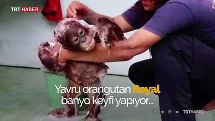 Endonezya'daki orangutan suyun tadını çıkarıyor
