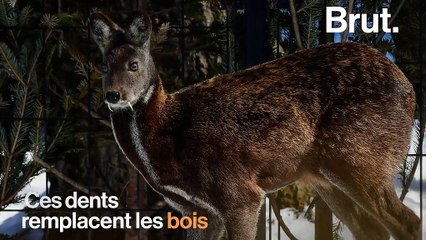 Le chevrotain porte-musc, un cerf convoité dans l’industrie du parfum