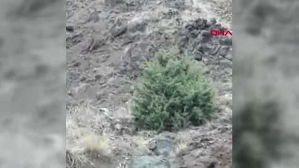 Sivas Suşehri'nde 3 Vaşak Aynı Anda Görüntülendi