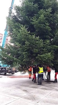 Le sapin de Noël de la place du Général-de-Gaulle à Saint-Dié-des-Vosges est installé.