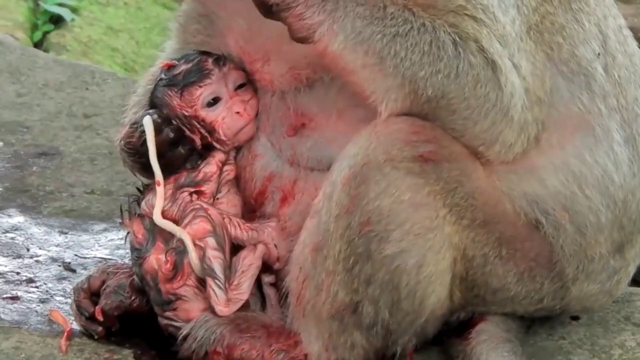 Wild | The Rare Video of Popeye Giving a Birth | How Popeye Monkey Give the Birth