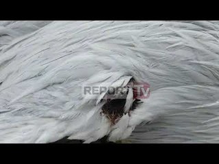 Gjuetia e paligjshme s'kursen as shpendët e rrallë, saçmat e armës vrasin Pelikanin Kaçurrel