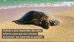 Cientos de tortugas marinas mueren en las frías aguas de Cape Cod