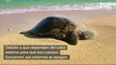 Cientos de tortugas marinas mueren en las frías aguas de Cape Cod