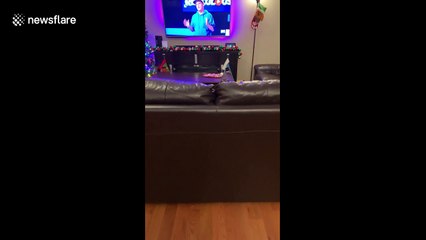 Needy sausage dog dances in anticipation of owner returning