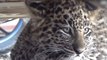 Leopard cub rescued from a Shimla court’s parking lot