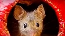 Ratinhos vivendo e interagindo em sua vila minúscula