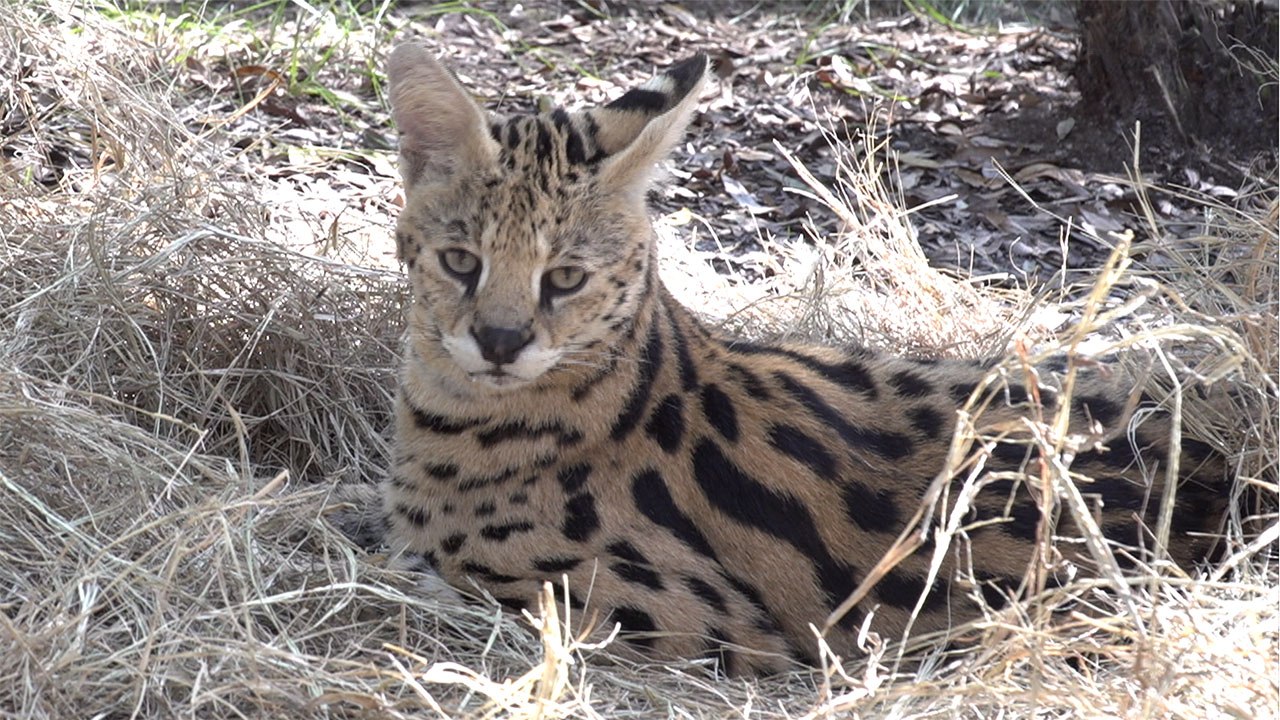 Serval Has A Hay Day!