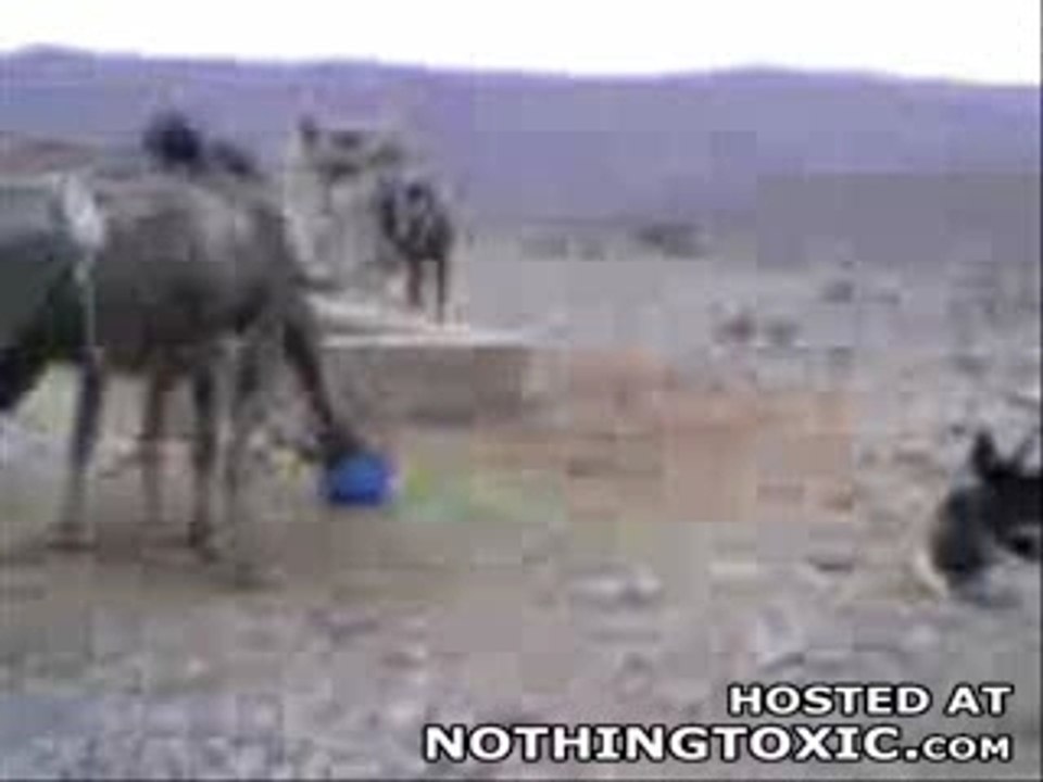 Crazy Little Donkey Kicks the Crap Out of a Camel