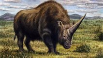 DNA Shows ‘Siberian Unicorn’ Roamed Earth with Humans