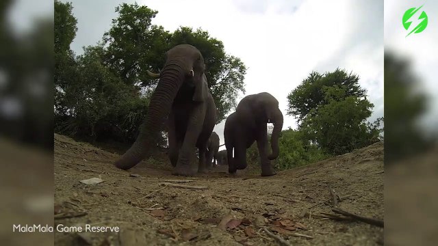 Il réussit à filmer le passage d'un troupeau d'éléphants... Intense