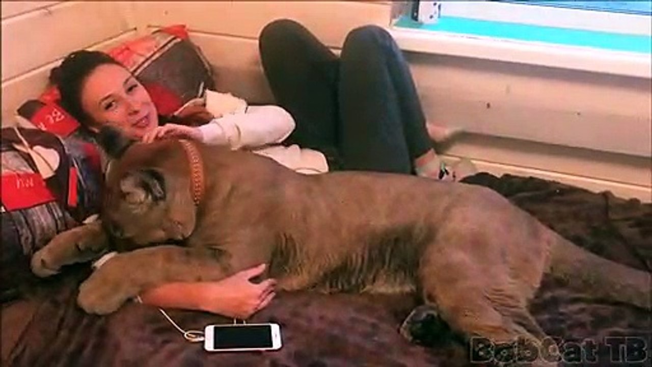 Ils vivent avec un gros chat... un très gros chat