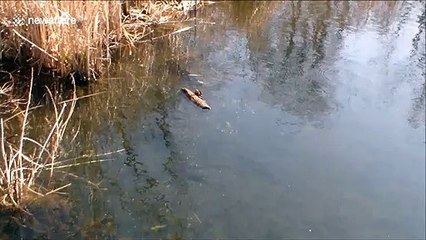Keep rollin' rollin' rollin': turtle can't get out of water