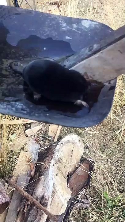 Thirsty Mole Finds a Watering Hole