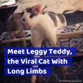 Meet Leggy Teddy, the Viral Cat With Long Limbs