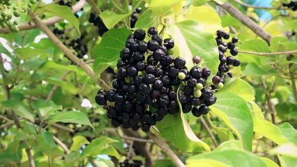 Healing, the Yogi, & Black Dot Meditation - Bill Haberman