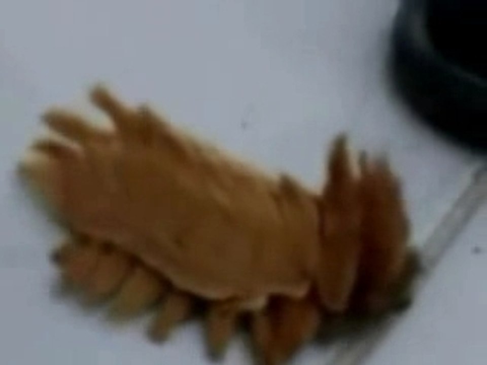 INSOLITE / ANIMAUX