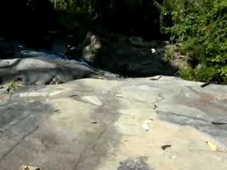 Des centaines de papillons 2