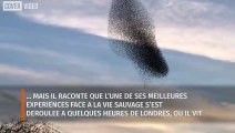 Le phénomène de murmuration: un nuage d’oiseaux incroyable