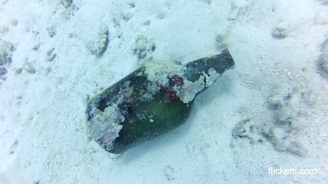 Local treasures on a shallow dive in Moorea