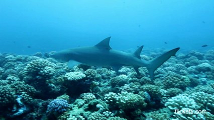 Sharks of Moorea, South Pacific