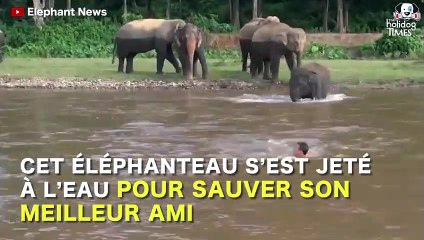 Un éléphant se jette à l'eau pour aider son meilleur ami