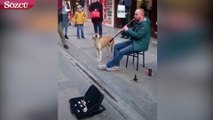Klarnet sesine dertli dertli eşlik eden sokak köpeği