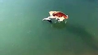 Un chat essaye d’attraper un poisson