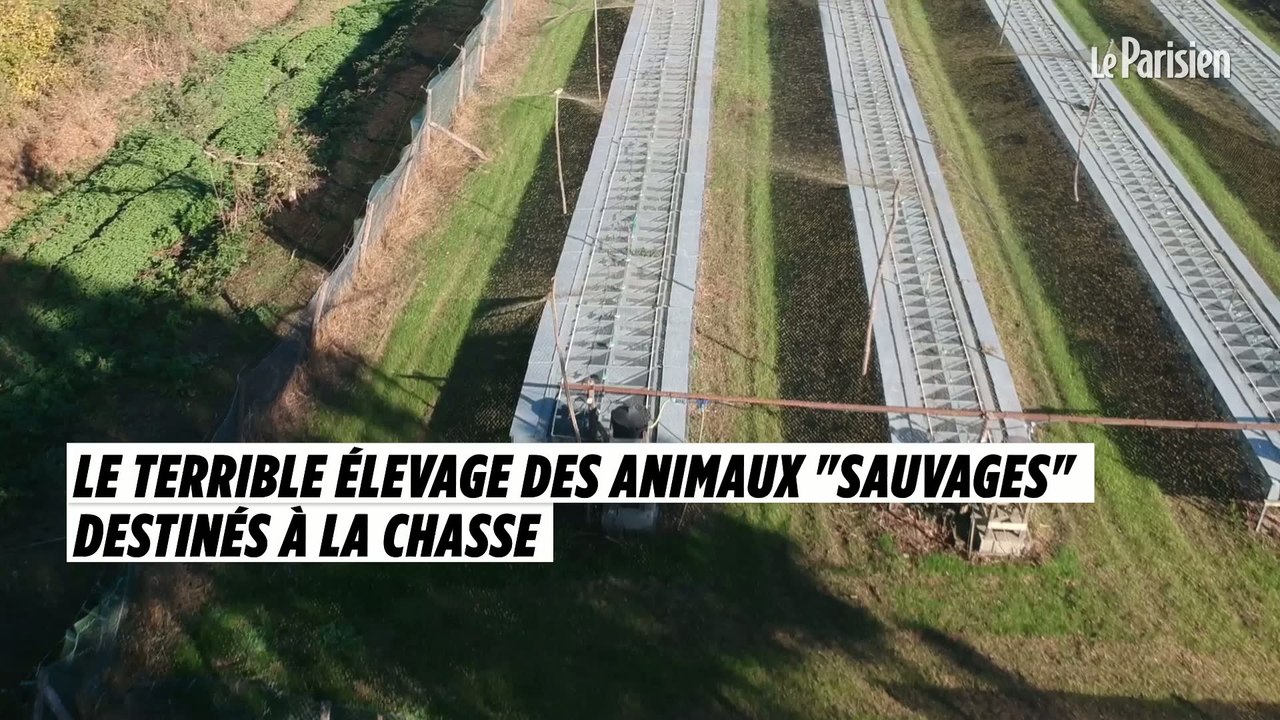 Le terrible élevage des animaux «sauvages» destinés à la chasse