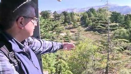 In Lebanon, climate change devours ancient cedar trees